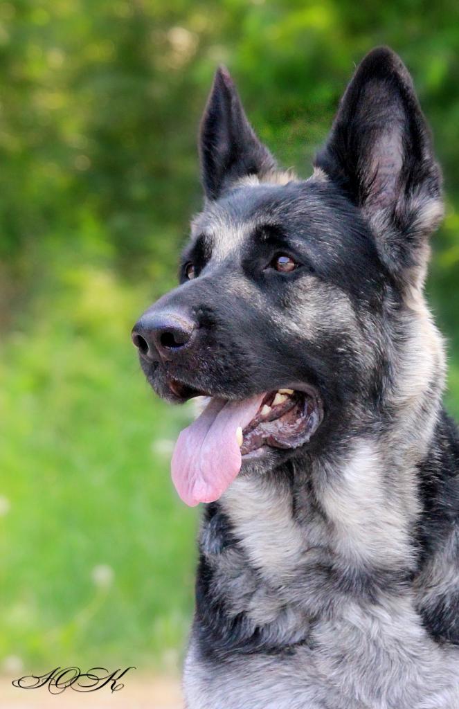 ������������������� �������. ��������