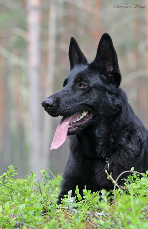 ������������������� �������. ��������