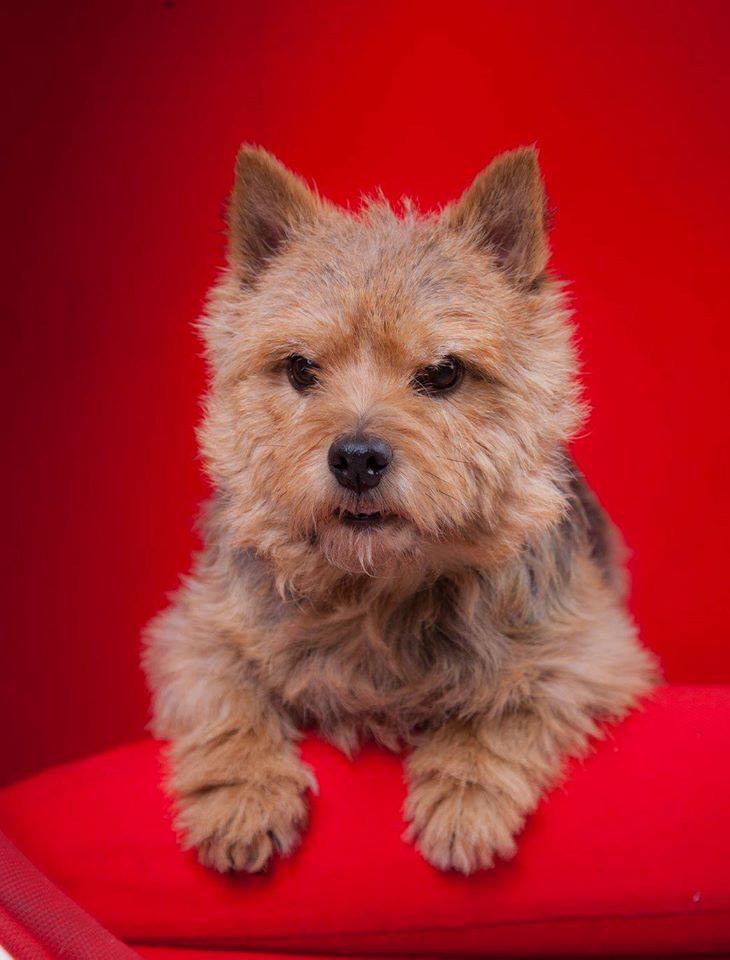 ������-������. ��������