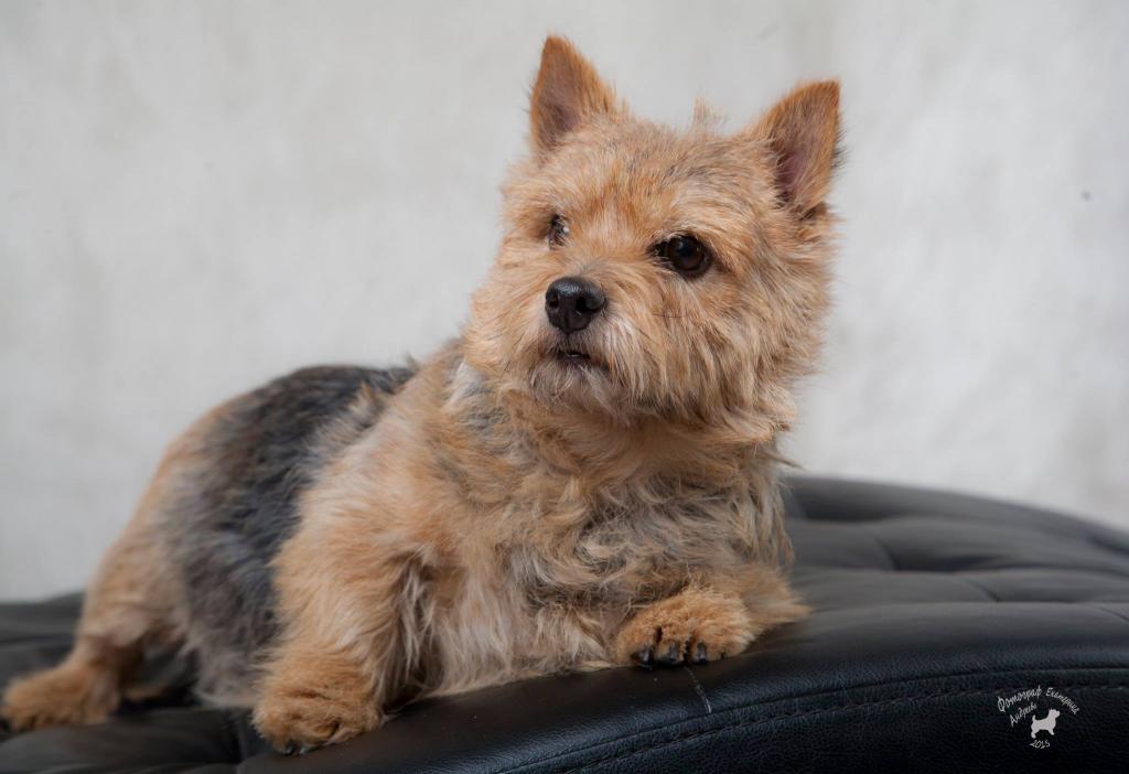 ������-������. ��������