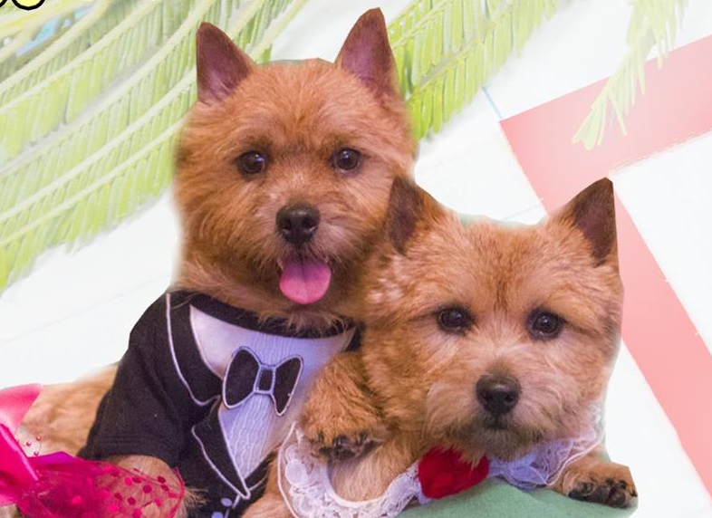 ������-������. ��������