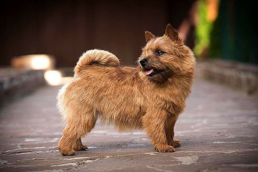 ������-������. ��������