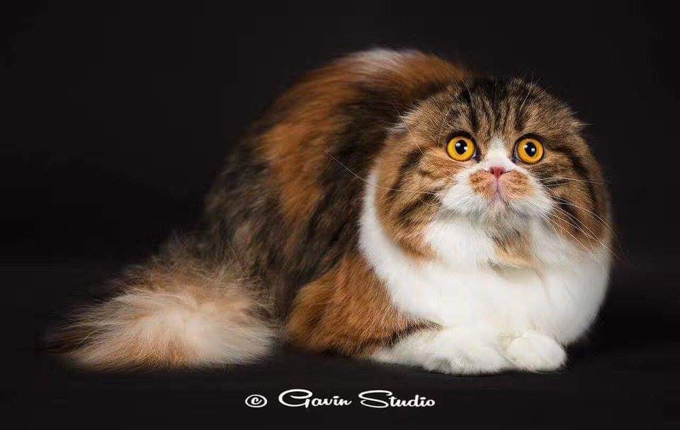 ����������� �������������� ��������� (������� - ����) �� ��������� ����� Hitraya Mordashka