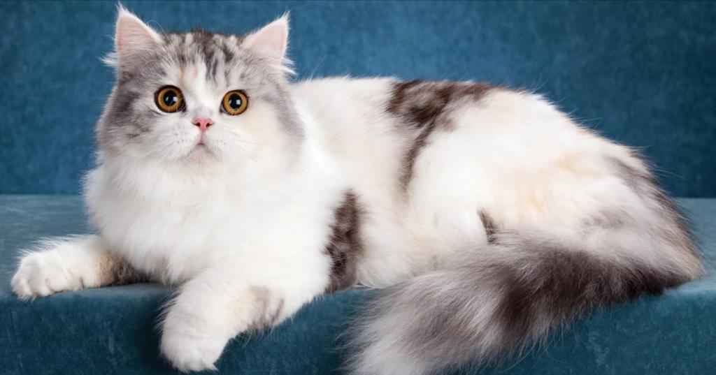 ����������� �������������� ��������� (������� - ����) �� ��������� ����� Hitraya Mordashka