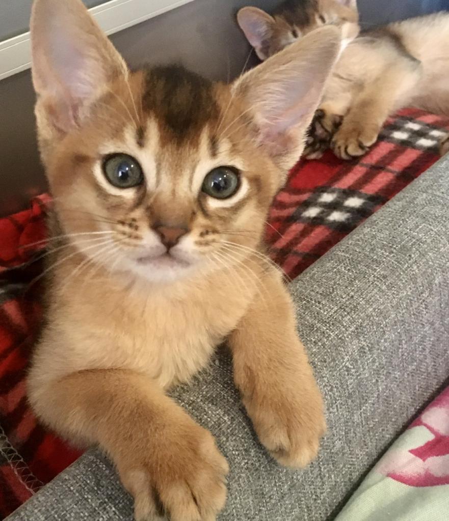 ����������� �����