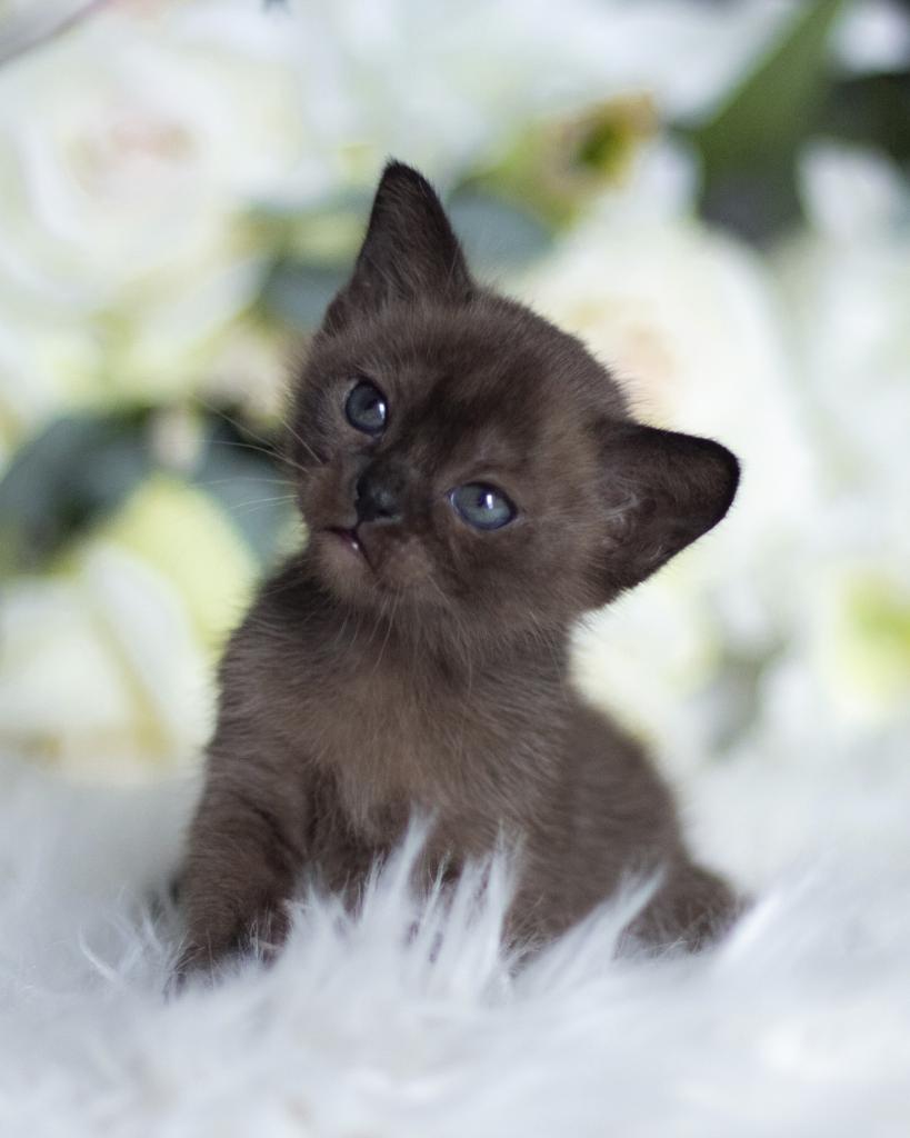 �������� �������� �� ��������� ����� Burhouse