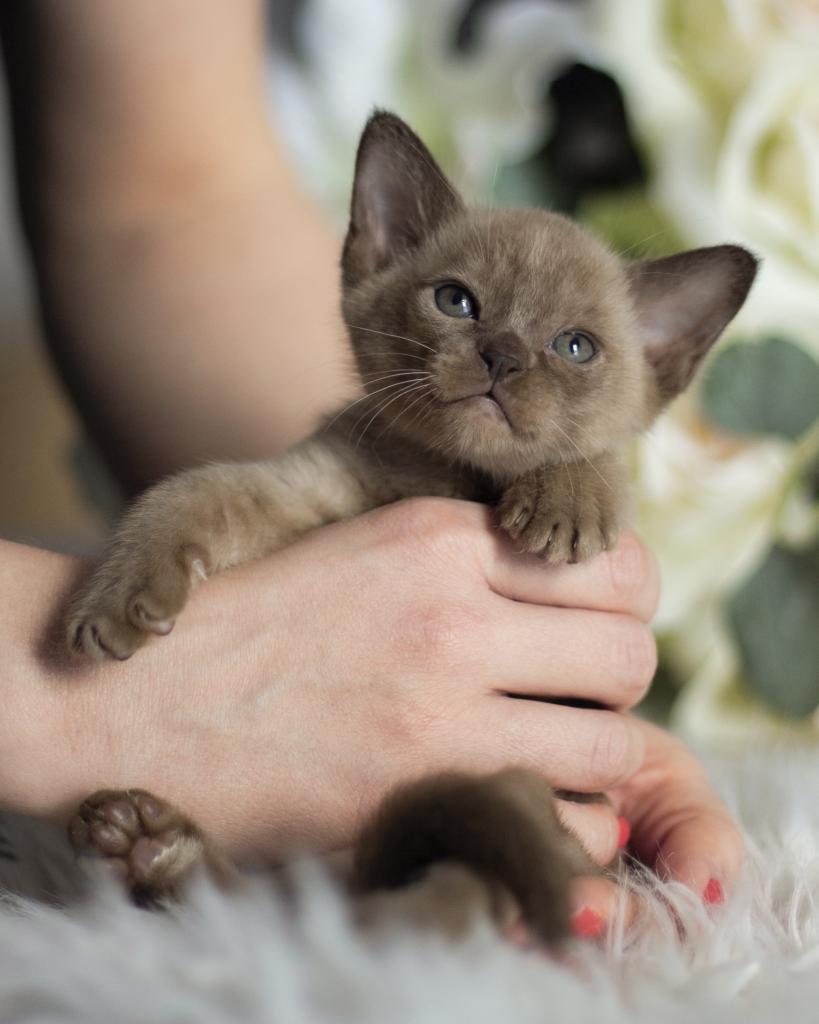 �������� �������� �� ��������� ����� Burhouse