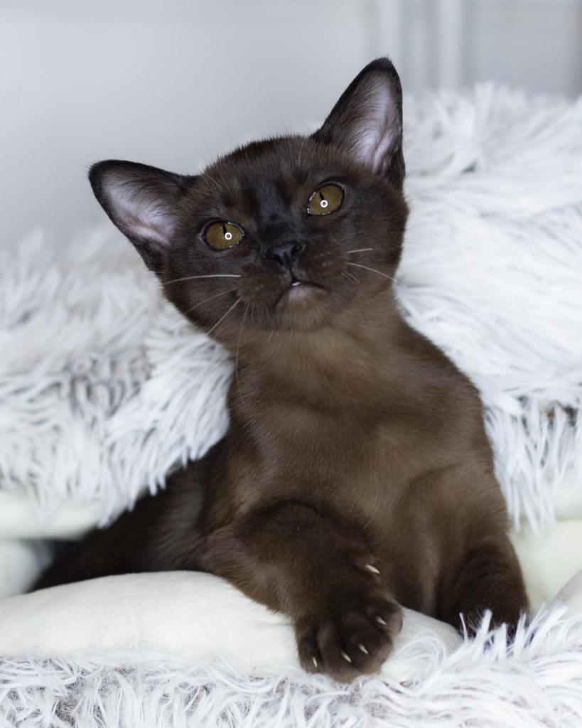 �������� �������� �� ��������� ����� Burhouse