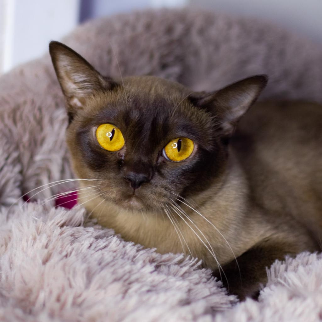 �������� �������� �� ��������� ����� Burhouse