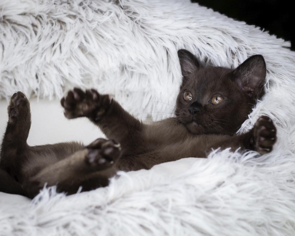 �������� �������� �� ��������� ����� Burhouse