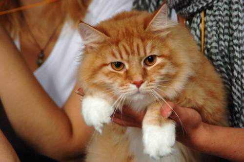 ��������� �����. ��������