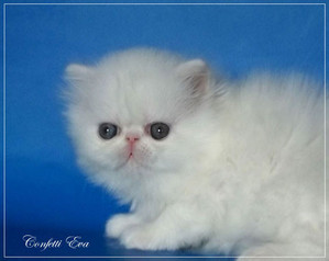 ���������� �����