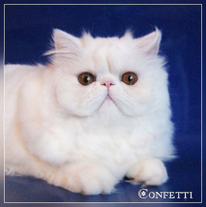 ���������� �����