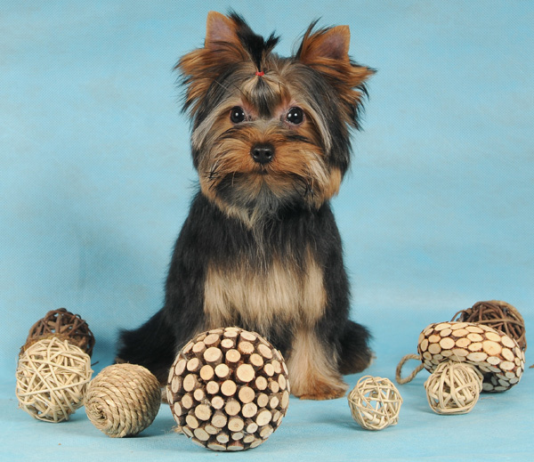 ������������� �������� �����