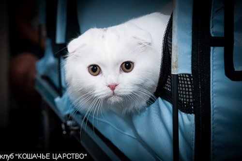 ����������� ��������������� ��������� (�������-������)