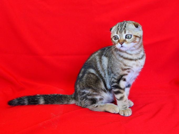 ����������� ��������������� ��������� (�������-������). ��������