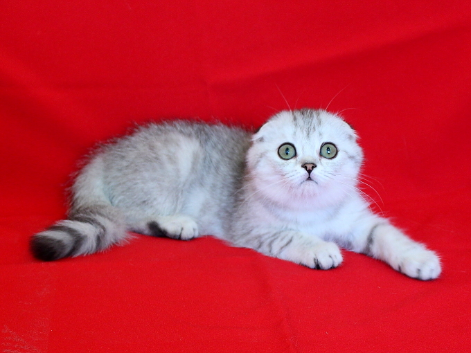 ����������� ��������������� ��������� (�������-������). ��������