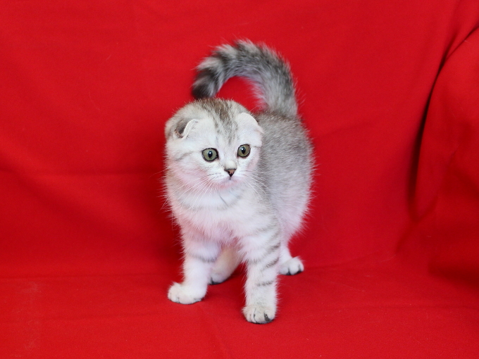 ����������� ��������������� ��������� (�������-������). ��������