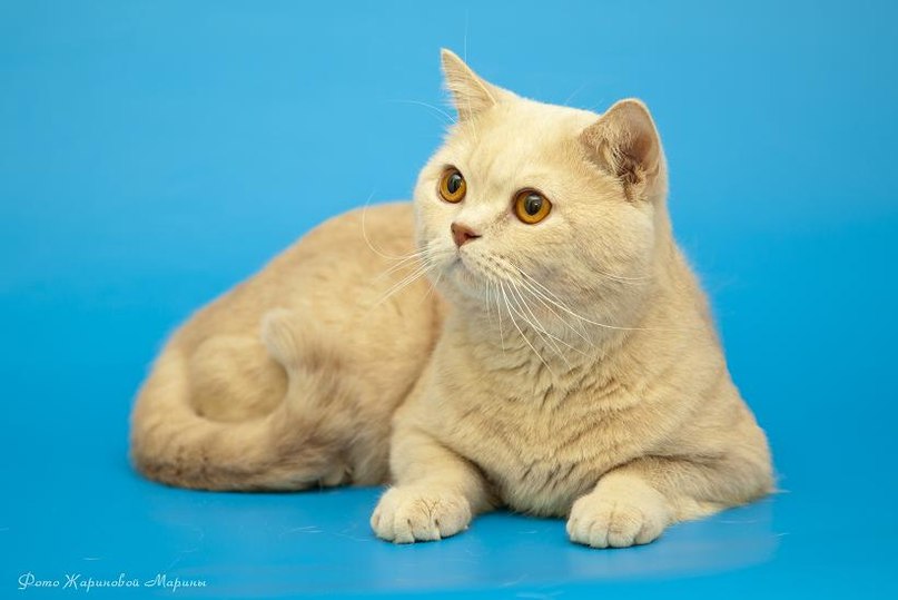 ����������� ��������������� ��������� (�������-������). ��������