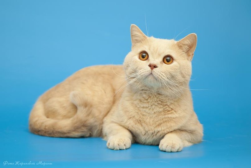 ����������� ��������������� ��������� (�������-������). ��������