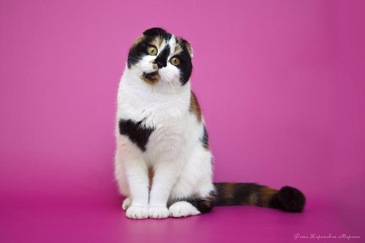 ����������� ��������������� ��������� (�������-������). ��������