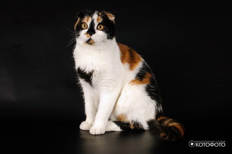 ����������� ��������������� ��������� (�������-������). ��������