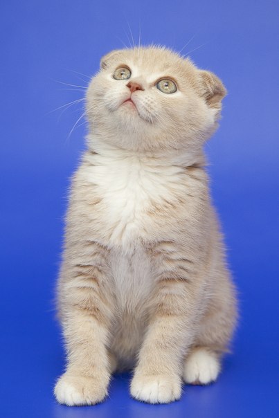 ����������� ��������������� ��������� (�������-������). ��������