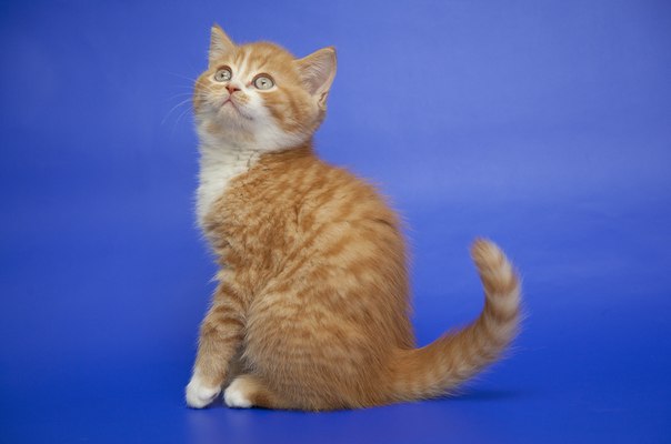 ����������� ��������������� ��������� (�������-������). ��������