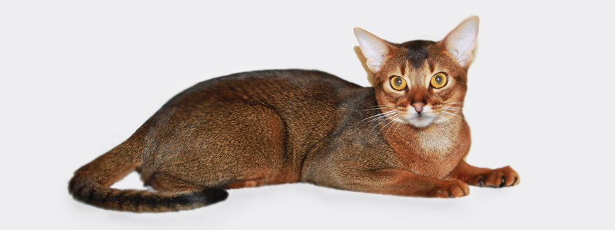 ���������� �������� �� ��������� ����� Chiangsen