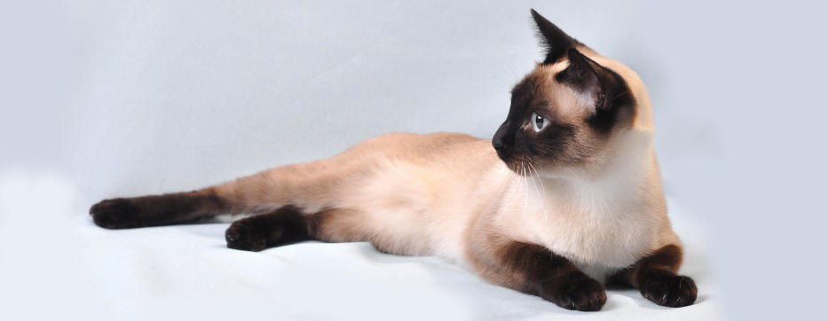 ���������� �������� �� ��������� ����� Chiangsen