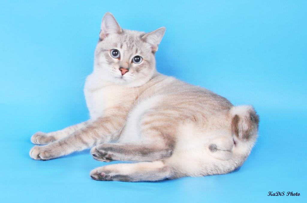 ���������� �������� �� ��������� ����� Chiangsen