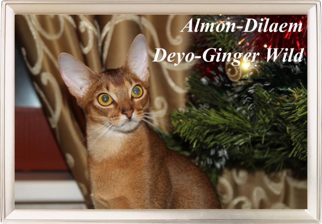 ���������� �������� �� ��������� ����� Chiangsen