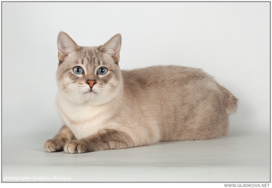 ���������� �������� �� ��������� ����� Chiangsen