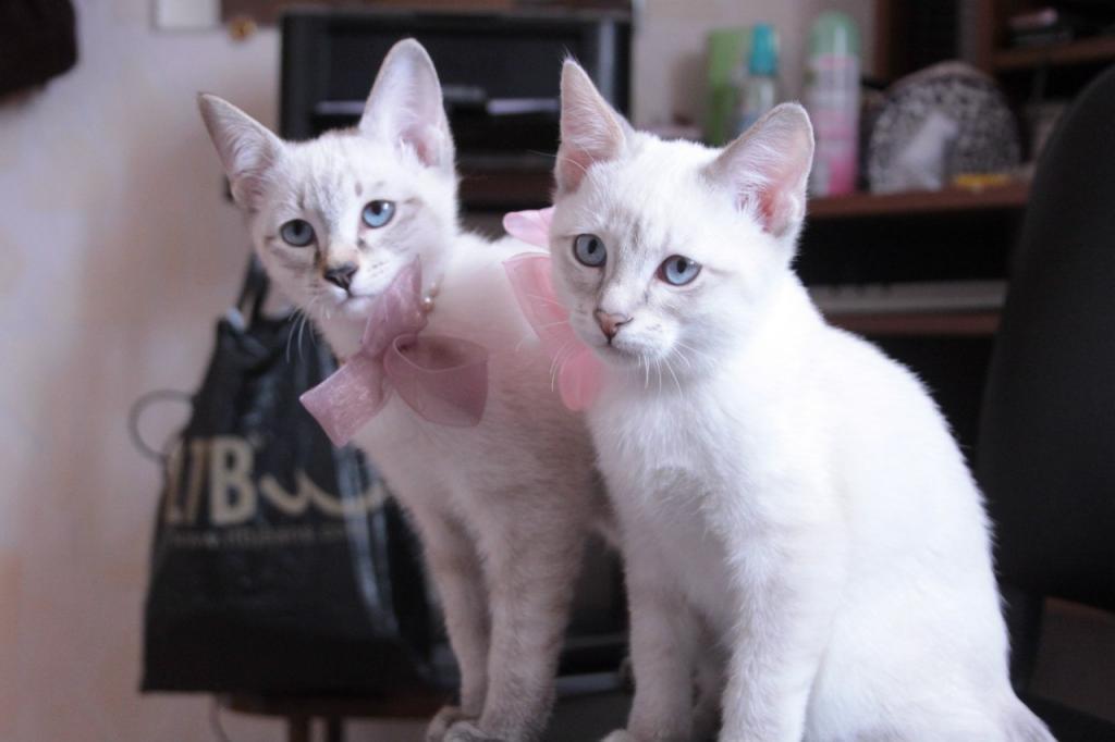 ���������� �������� �� ��������� ����� Chiangsen