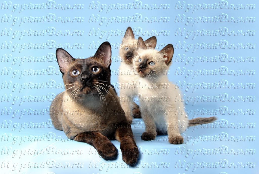 ������� ����� �� ��������� ����� Myrkin Dom