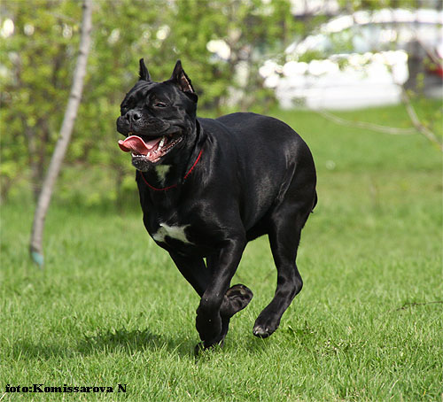 ���� �����