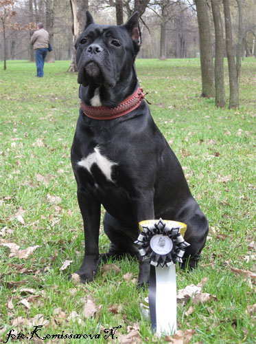 ���� �����