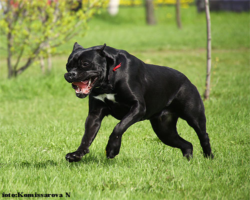 ���� �����