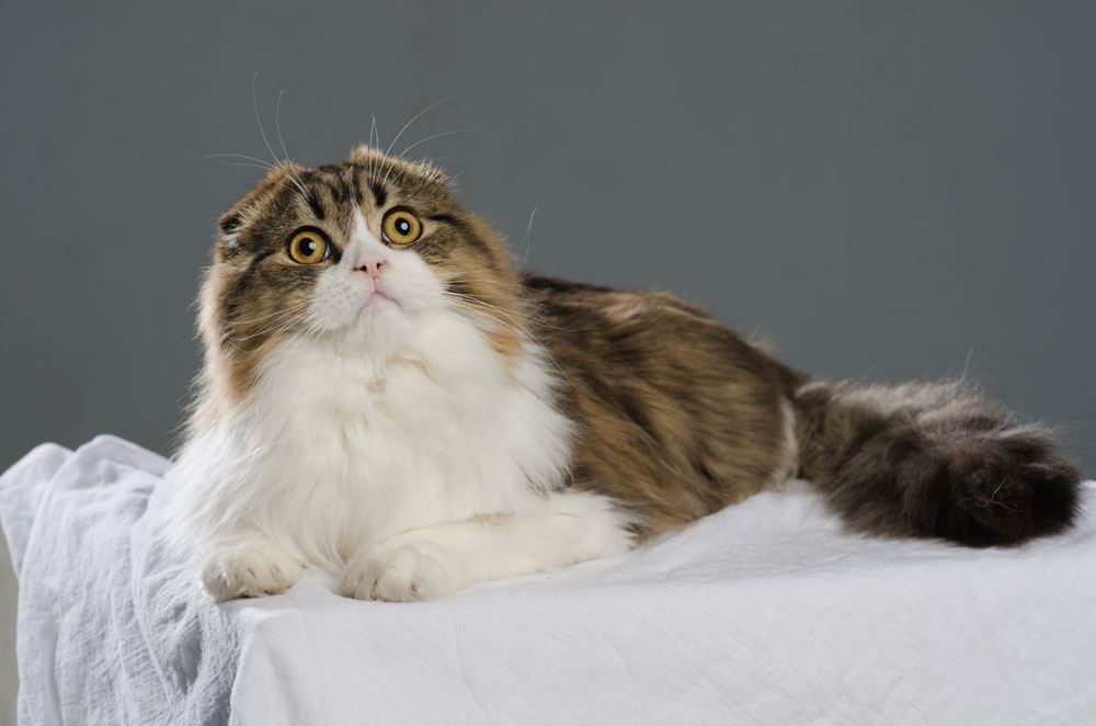 ������������� �������� �����