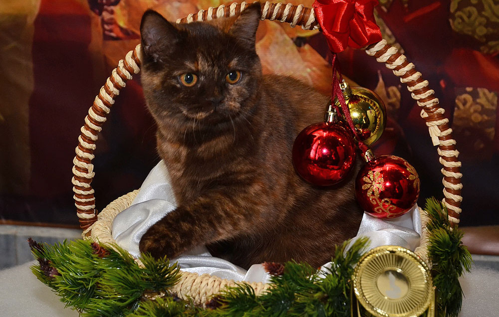 ������������� �������� �����