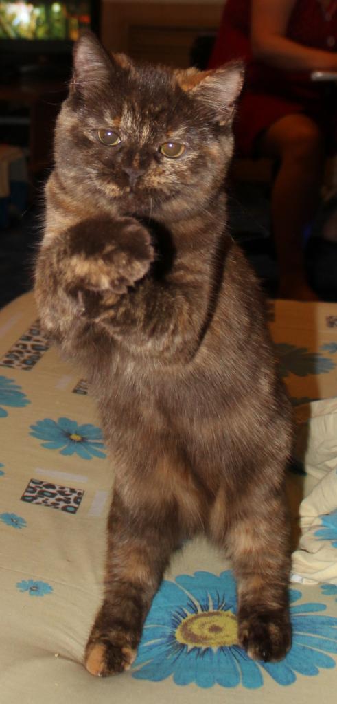 ������������� �������� �����