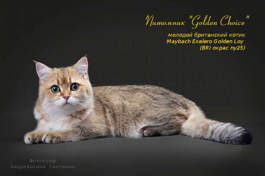 ���������� ���������������. ��������