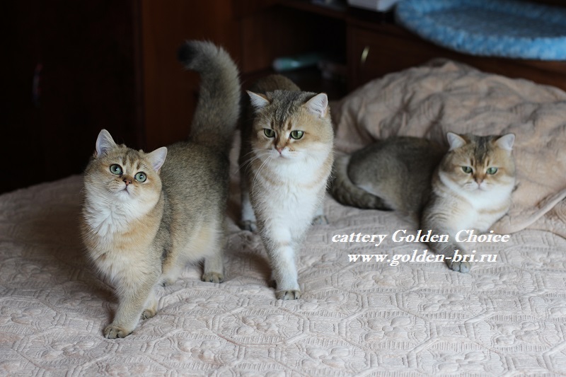 ���������� ���������������. ��������