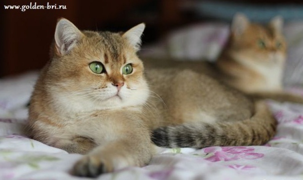 ���������� ���������������. ��������