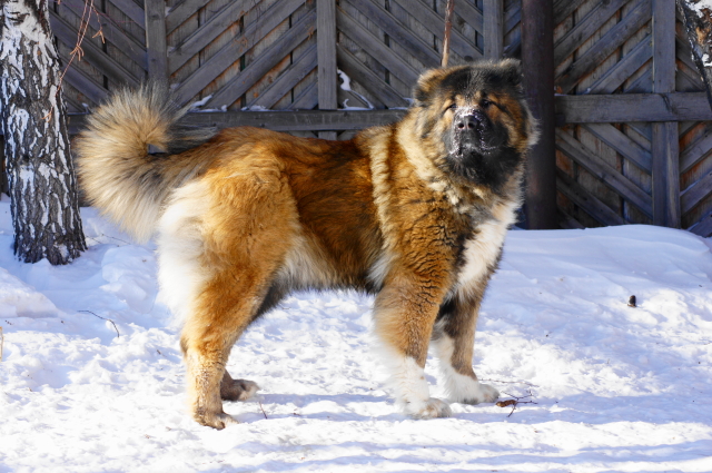 ������������� �������� �����