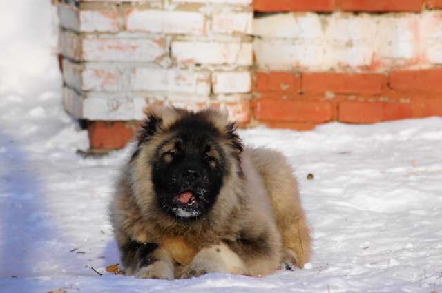 ������������� �������� �����