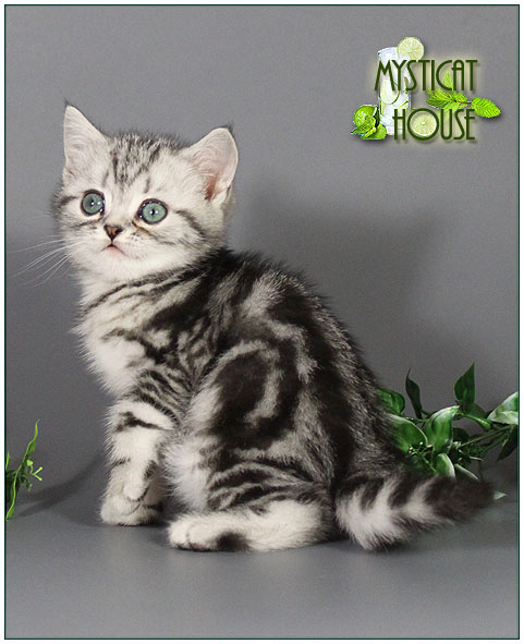 ���������� ���������������. ��������