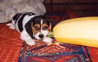 �����. ��������