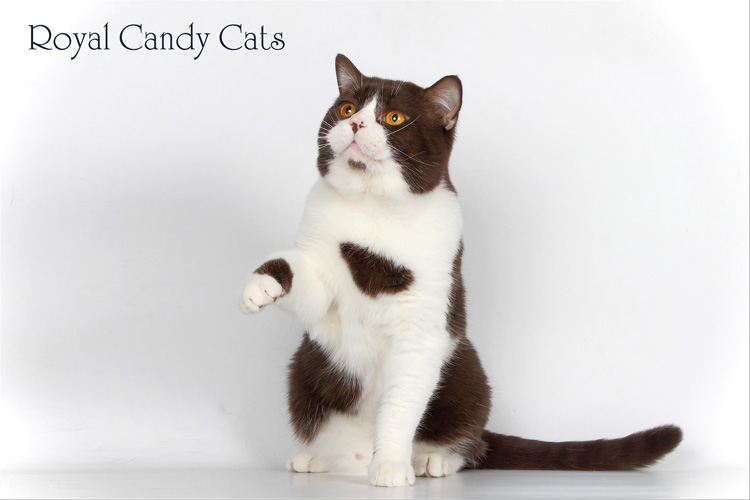 ���������� ���������������. ��������