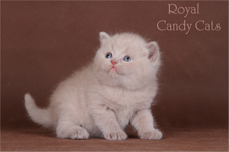 ���������� ���������������. ��������